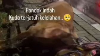 Seekor Kuda Delman Terjatuh Kelelahan di Pinggir Jalan, Warganet: Ga Tega Liatnya!