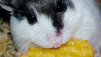 Mari Merawat Hamster Dengan Baik Dan Benar