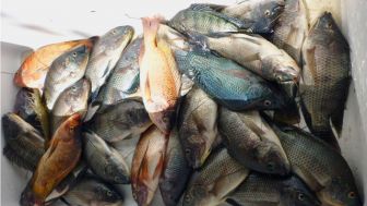 Ribuan Ikan Terdampar di Pantai Kabupaten Sukabumi, Warga Langsung Panen