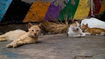 Manfaat Memberi Makan Kucing Liar