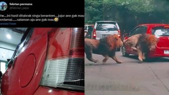 Heboh Mobil Ditabrak Singa, Pengemudi: Gak Mau Berdamai