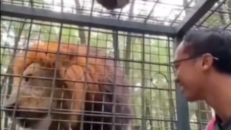 Singa Penabrak dan Pemilik Mobil Merah di Taman Safari Prigen Akhirnya Berdamai