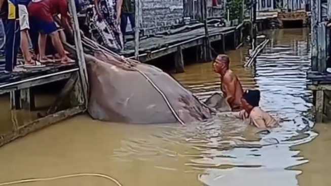 Geger! Ikan Pari Berukuran Tak Biasa, Warganet: Kukira Sapi yang Gugur