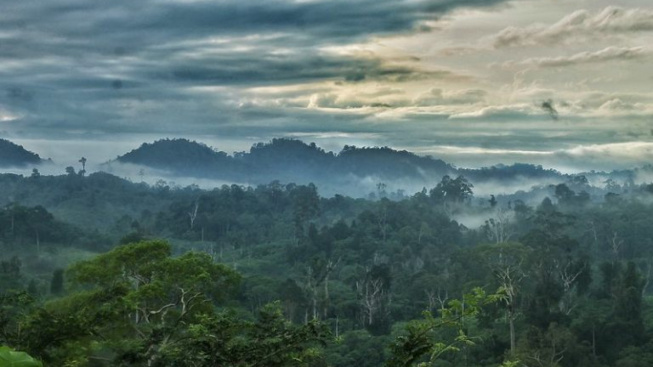 Selamat Hari Hutan Indonesia, Lalu Kita Bisa Apa?