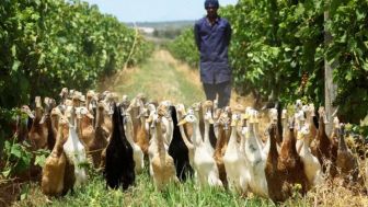 Kawanan Bebek Jadi Pengendali Hama Kebun Anggur di Afrika Selatan