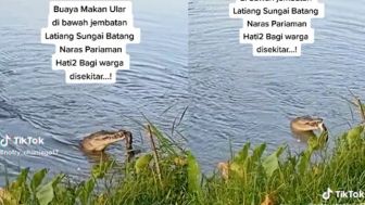 Viral Buaya Makan Ular Piton di Sungai Ditonton Warga