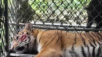 Harimau Masuk Perangkap di Aceh Selatan, Begini Kondisinya