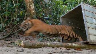 Sempat Diseret, Kepala Warga Siak Riau Putus Diduga Diterkam Harimau