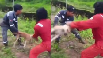 Tiga Orang Pelempar Anjing Hidup ke Rawa Diterkam Buaya Jadi Tersangka dan Ditahan