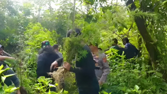 Polisi Temukan Ratusan Pohon Ganja di Hutan Karo Sumut