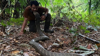 Tangan Panji Petualang Mengecil Usai Dipatok King Cobra: Orang Lain Bisa Mati!