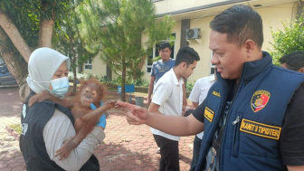 Bolang Ditangkap, Perannya Otak Pelaku Perdagangan Orang Utan