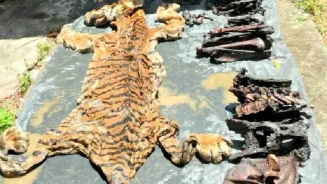 Eks Bupati Bener Meriah Ditahan Kasus Perdagangan Kulit Harimau
