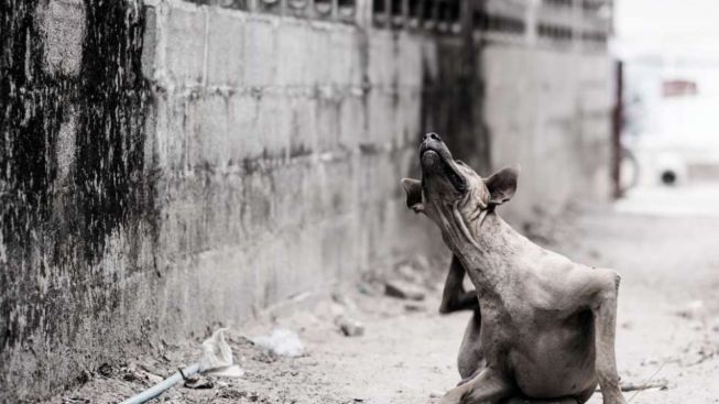 Ngeri! Balita di Sumbar Luka-luka Digigit Anjing Liar, Diseret-seret di Depan Sang Ayah hingga ke Semak-semak