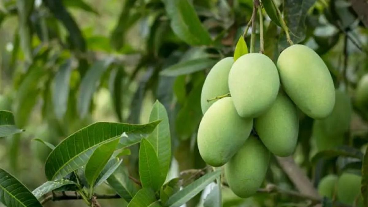 buah mangga [duniamasak.com]
