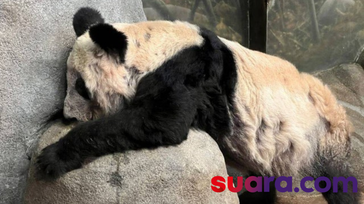 Kondisi Memprihatinkan Panda YaYa yang Ditelantarkan oleh Pihak Memphis Zoo [Suara.com]