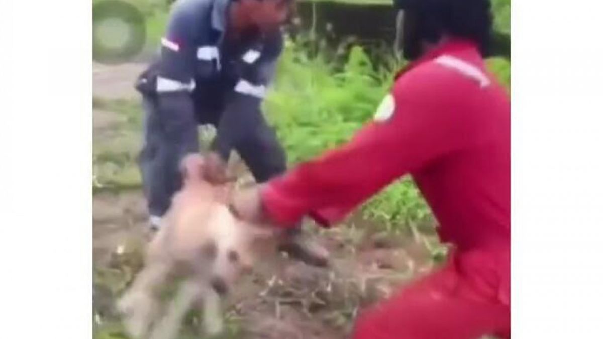 Potret remaja lempar anjing ke buaya