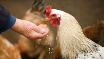 Flu Burung Jenis AI Menyerang Hewan Ternak di Sumedang, Ini Kata Kepala Diskanak