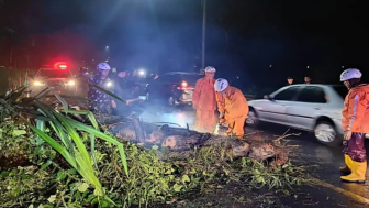 Pohon Tumbang di Jalan Cadas Pangeran Sumedang, Arus Sempat Macet