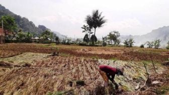 Puluhan Hektar Sawah di Dua Kecamatan Sumedang Gagal Panen