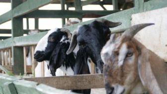 Waspadai Ancaman Penyakit PPR pada Hewan Ternak, Diskanak Sumedang Himbau Peternak untuk Jaga Kebersihan Kandang