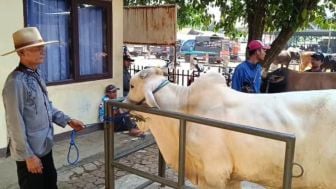 Hewan Ternak Terserang Penyakit Lato-Lato, Diskanak Sumedang: Tidak Perlu Waswas