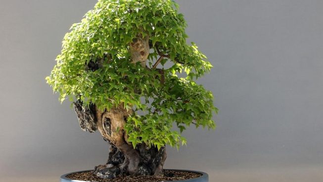 Harga Bonsai di Sumedang Bisa Mencapai Rp25 Juta, Simak Cara Merawat Tanaman Hias Biar Cuan