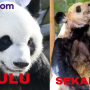 Nasib Tragis Panda Asal China YaYa yang  Ditelantarkan oleh Amerika Serikat sampai Kurus Kering