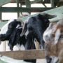 Waspadai Ancaman Penyakit PPR pada Hewan Ternak, Diskanak Sumedang Himbau Peternak untuk Jaga Kebersihan Kandang