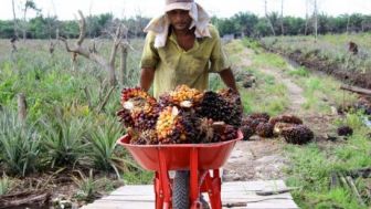 Penghapusan Pupuk Bersubsidi Dikeluhkan Petani Sawit di Kaltim