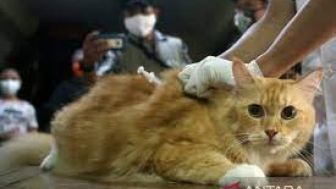 Jakpus Gelar Layanan Sterilisasi Kucing Peliharaan untuk Mencegah Rabies