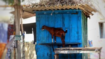 Fakta Terbaru Gempa Cianjur Tewaskan 321 Jiwa, Ada Korban ngungsi di Kandang Kambing