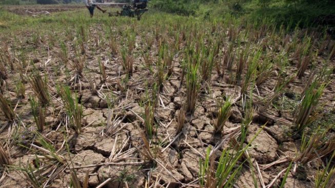 Kekeringan Meluas, Produksi Padi di Jawa Timur Terancam Turun