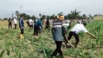 Lahan Jagung Dimiliki Sekitar 147 Kepala Keluarga Dibabat Habis Pihak PTPN IV