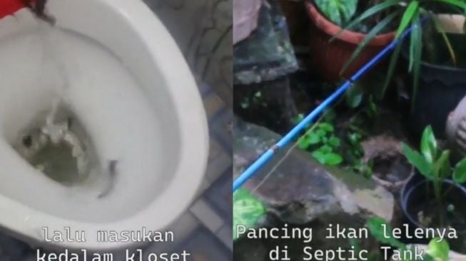 VIRAL! Ternak Lele di Kloset, Lalu Digoreng Untuk Dikonsumsi