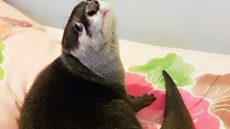 Otter, Musuh Peternak Ikan Yang Hampir Punah