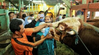 Kasus PMK Hewan Ternak Terkonfirmasi di 3 Kecamatan di Bandung