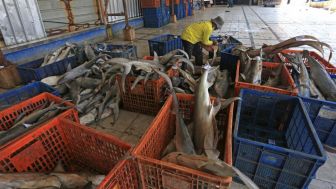 Jangan Pernah Makan 3 Jenis Ikan Laut Ini!