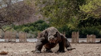 Biaya Masuk Kawasan TN Komodo Rp 3,75 Juta Per Orang