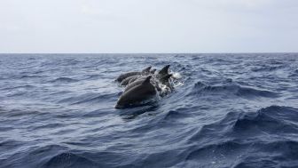 Kawanan Lumba-lumba Muncul di Perairan Merak