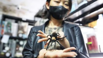 Ngeri-ngeri Sedap, Bisnis Laba-laba Tarantula Ming Cu di Bandung