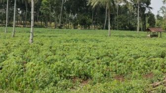 Ekspor Singkong Indonsia Naik Tajam Saat Harga Gandum Melonjak