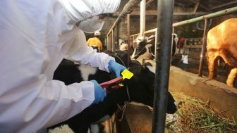 Vaksinasi PMK di Bandung Prioritas Pada Sapi Berumur Panjang