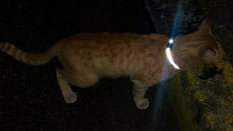 Hindarkan Kecelakaan, Mahasiswa Unpad Pasang Kalung Kucing di Jatinangor