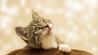 Ada Kucing 'Brutal', Cara Memperlakukannya Menurut Kajian Ajaran Agama
