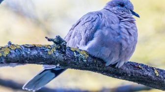 Konon Pemiliknya akan Kebanjiran Rezeki, Burung Ini Dianjurkan Dipelihara di Rumah