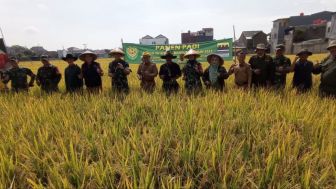 Panen Raya di Kota Bandung, Sawah Terkendala Air, Solar, dan Traktor