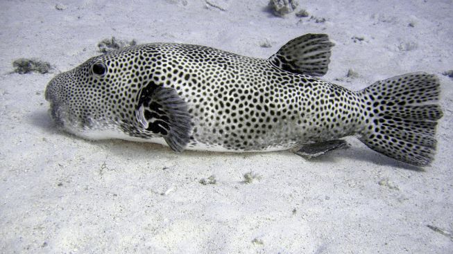 3 Jenis Ikan Laut Beracun