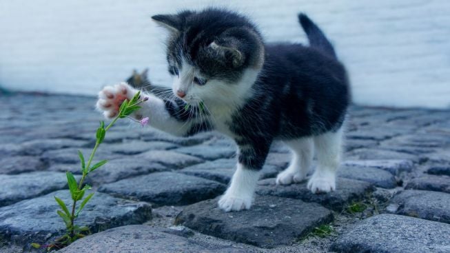 Hewan yang Disukai Rasulullah SAW, Hadist Ini Jelaskan Soal Memelihara Kucing