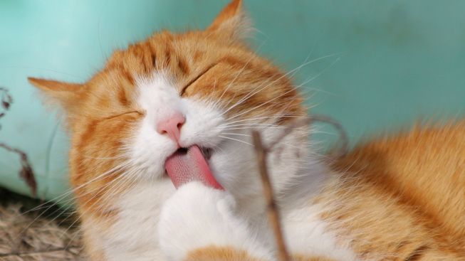 Penasaran Arti "meow" Kucing? Unduh Aplikasi MeowTalk